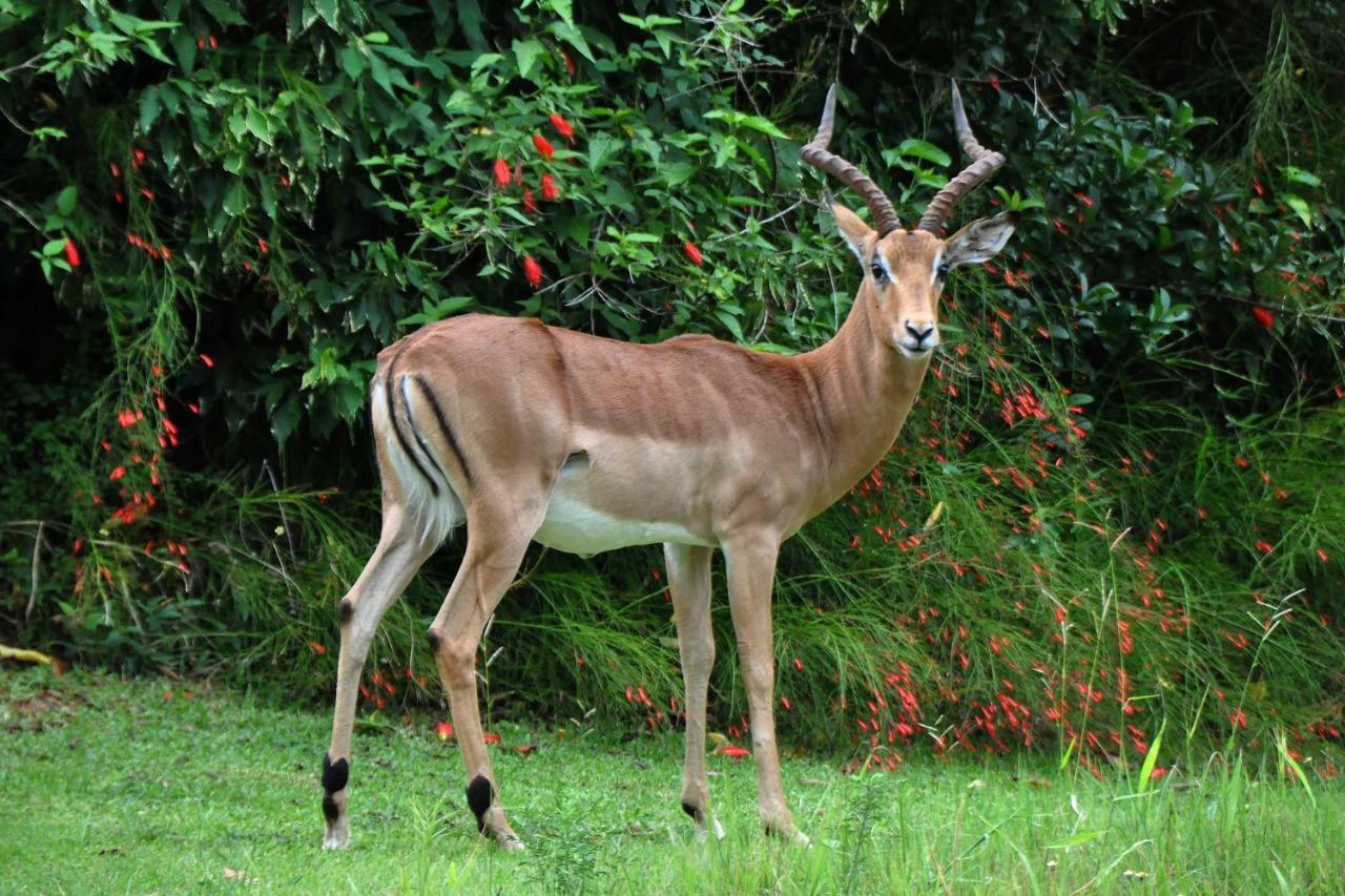 Kruger Park Lodge Unit No. 277 ヘイジービュー エクステリア 写真